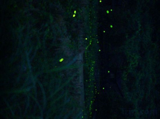 Others 4, Firefly Inn, Zhangzhou