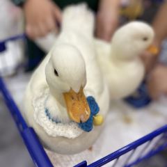 Dakku沖鴨俱樂部張用戶圖片