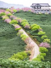 漳平永福花鄉