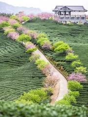 Zhangping Yongfu Flower Country