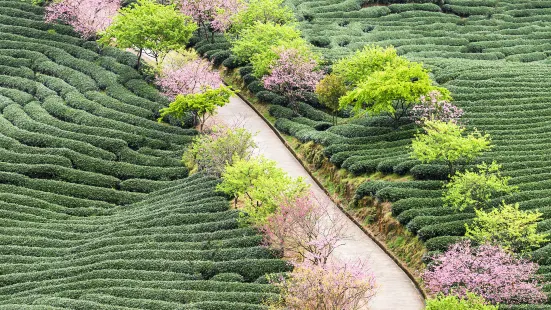 Zhangping Yongfu Flower Country