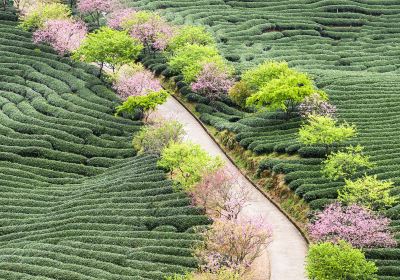 永福花郷