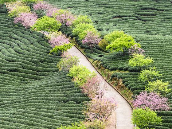 Zhangping Yongfu Flower Country