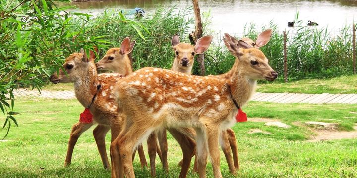 Dafeng Port Zoo