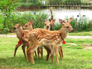 Dafeng Port Zoo