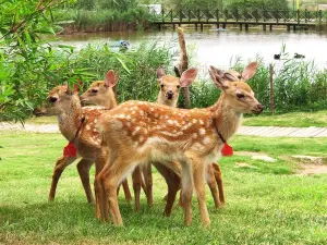 Dafeng Port Zoo