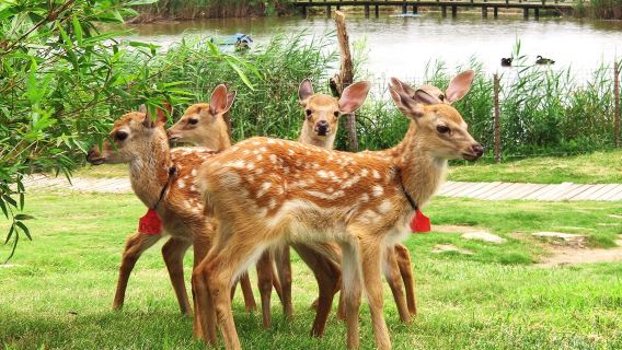 Dafeng Port Zoo