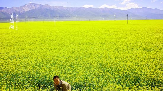 门源油菜花海修建了很多观景台，其中人气最高的就是达坂山观景台