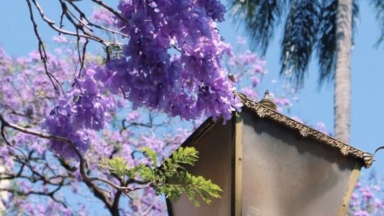 國會大廈是布里斯班最經典的一處建築了，它的四周都是一個公園，