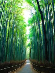 Arashiyama Bamboo Forest