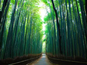 Arashiyama Bamboo Forest