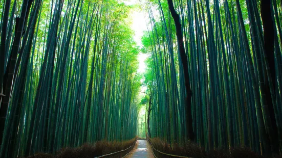 Foresta di Bamboo di Arashiyama
