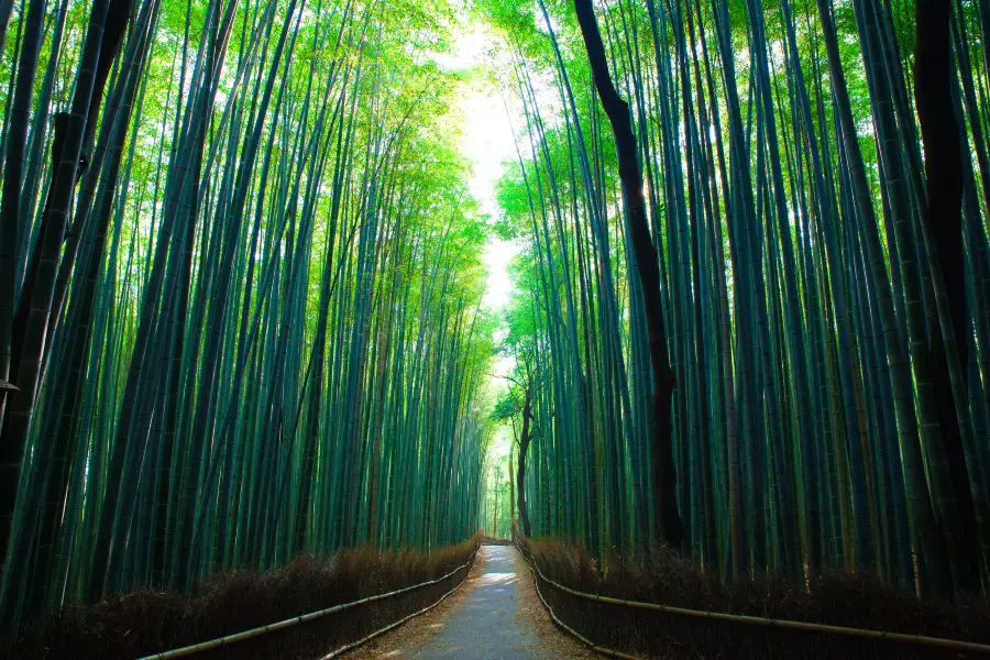 嵯峨野 竹林小道