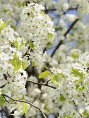 Bancheng Pear Blossom Valley