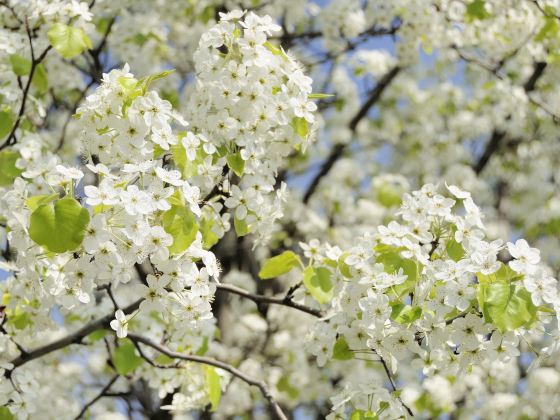 Bancheng Pear Blossom Valley