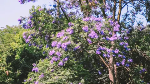 ロイヤル植物園 attraction in メルボルン