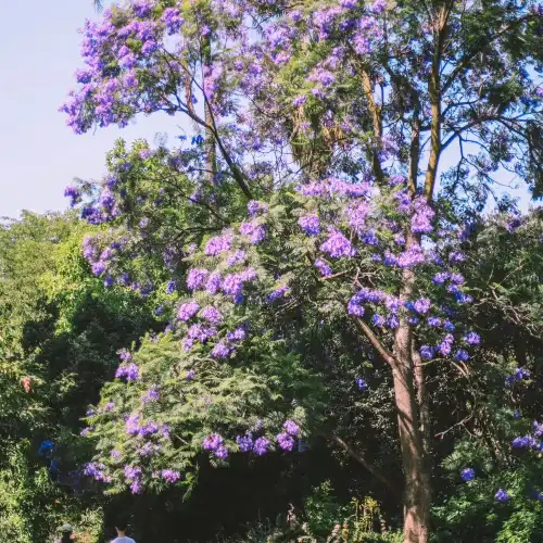 Top 10 Spring Outings in Melbourne