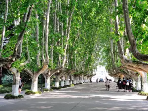 Yangzhou University