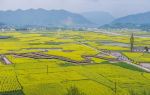 Hanzhong Canola Fields