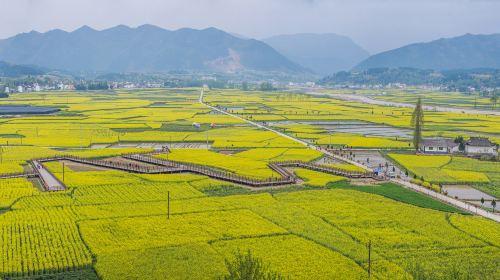 Hanzhong Canola Fields