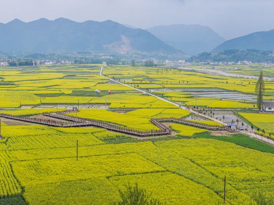 漢中油菜花海