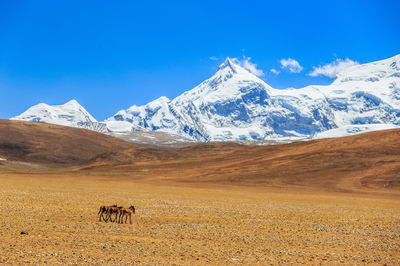 Mount Shishapangma