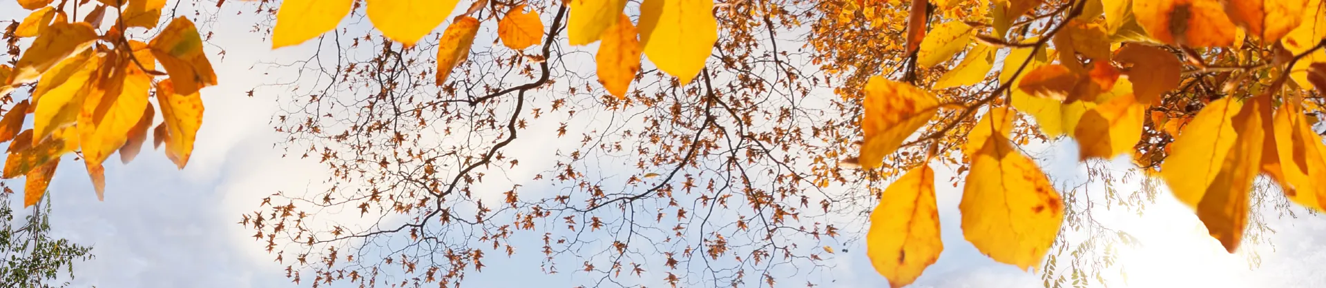 Attrazioni per la visione autunnale