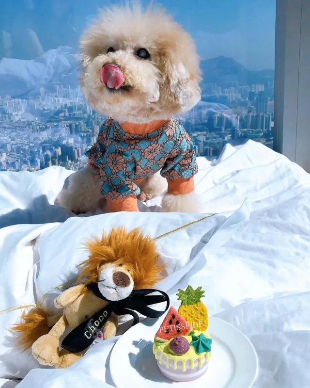 【寵物酒店邊間好？】2026人寵不分離，盤點那些寵物友好酒店:香港13間寵物酒店 Staycation 推介🐶+住宿餐飲優惠