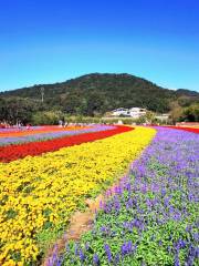 Tianchi Flower Sea