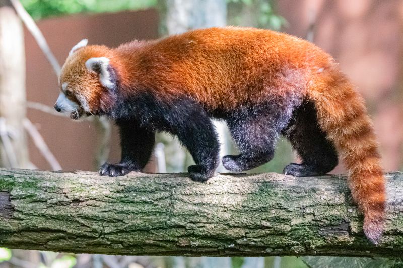 旭川市旭山動物園