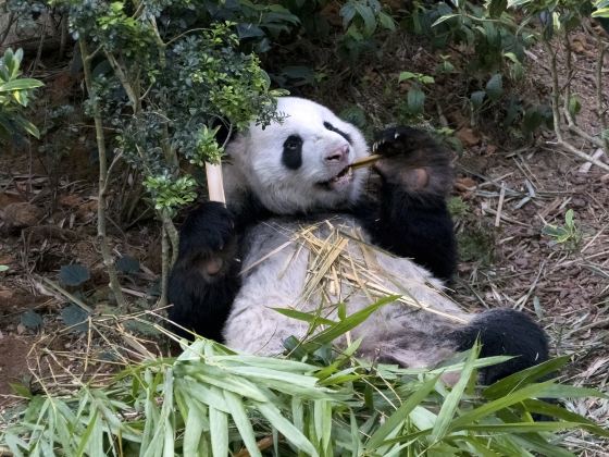 聖地亞哥動物園