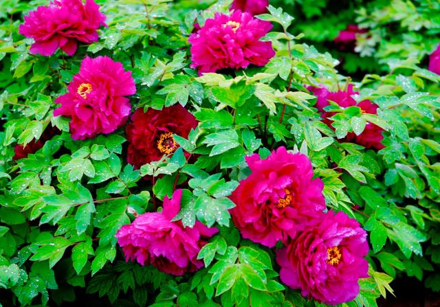 Peony Park Attractions Luoyang Travel Review Travel Guide Trip Com Peony Park Attractions Luoyang Travel Review Travel Guide Trip Com