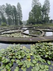 Submerged Plant Area