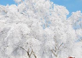 겨울에만 느낄 수 있는 설경, 국내 눈꽃 명소 ❄