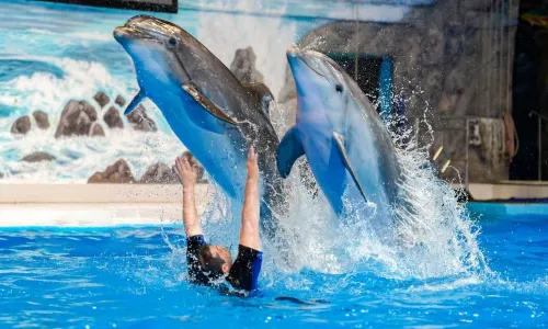 Dubai Dolphinarium