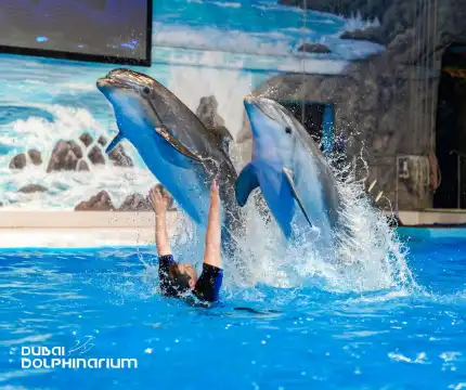 Hotels near Dubai Dolphinarium