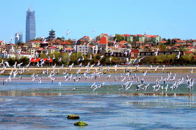 Seagull Watching in Qingdao