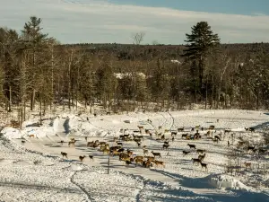 Brownville Deer Pantry