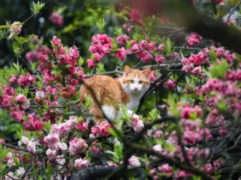 สวนสาธารณะภูเขาเซียนหลิง