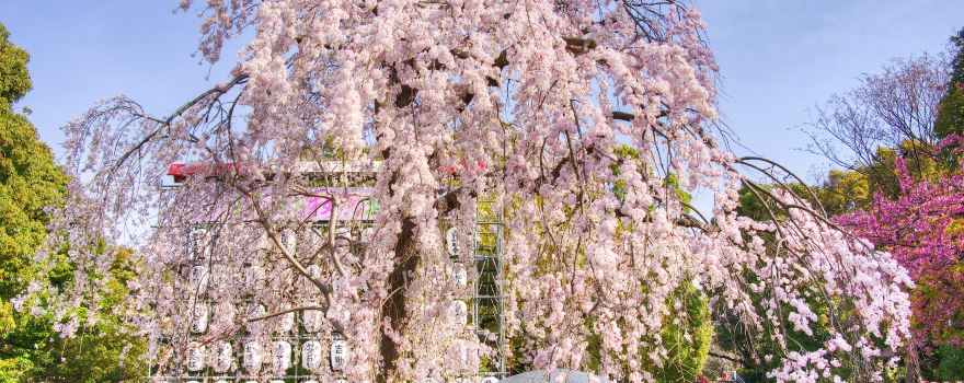 Ueno Park