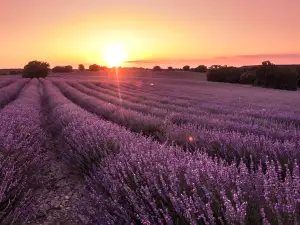 Brihuega Lavender Festival