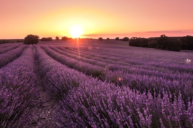 Brihuega Lavender Festival | Brihuega