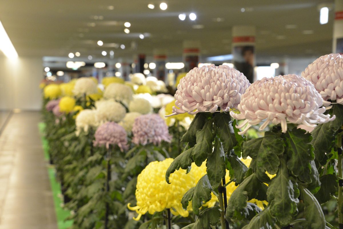 Sapporo Chrysanthemum Festival | Sapporo