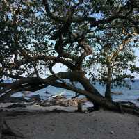 Bama Beach