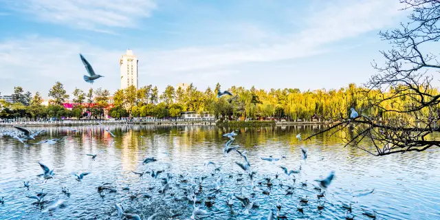 Red-billed Gull Watching in Kunming