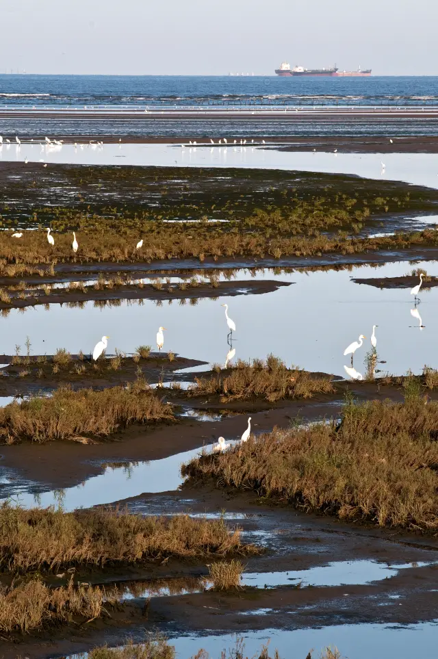 Qinhuangdao Bird Watching