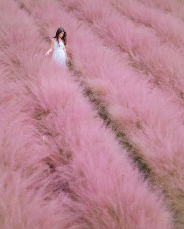 南投集集和平社區 芒草