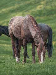 Wulasitai Pasture