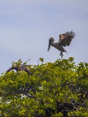 Zambezi River Cruise