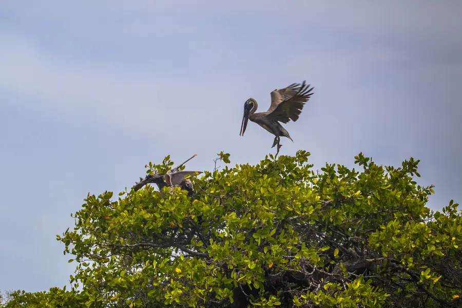 Zambezi River Cruise